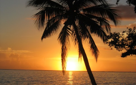palm tree in front of sunset
